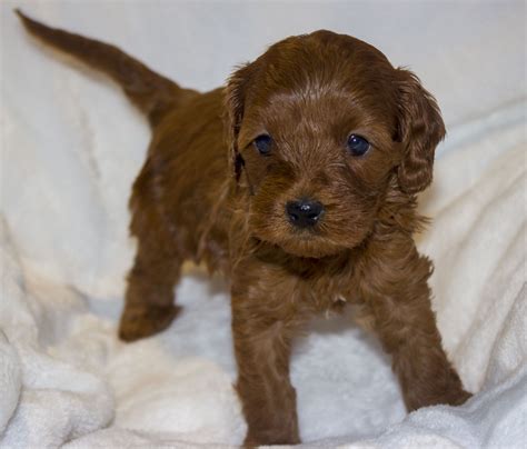 cavapoo breeders in illinois|cavapoo for sale illinois.